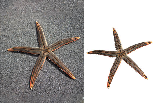 masking starfish