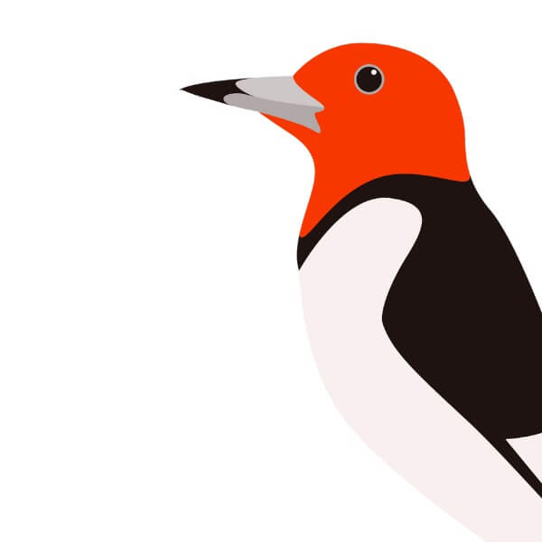 Vector Art Conversion Service